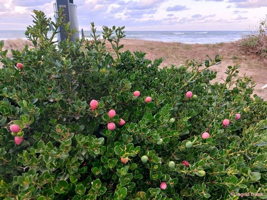 Carissa macrocarpa / Natalpflaume
