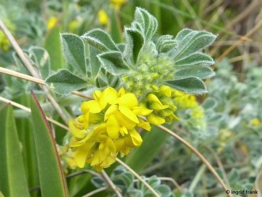 Medicago marina / Strand-Schneckenklee