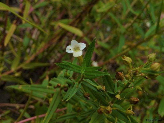 Gratiola officinalis / Gottes-Gnadenkraut    (Apothekergarten Leipzig)