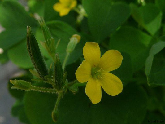 Oxalis stricta / Steifer Sauerklee, Aufrechter Sauerklee