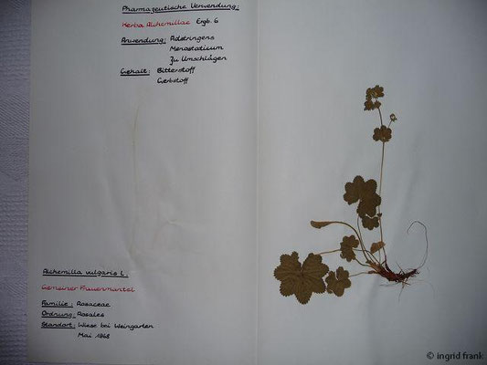 Alchemilla vulgaris / Gewhnlicher Frauenmantel