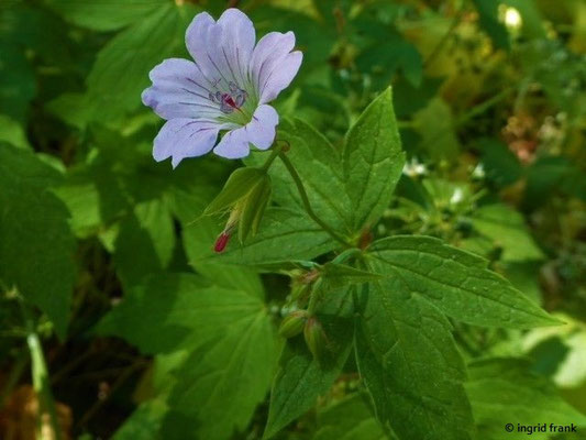 Geranium nodosum / Knotiger Storchschnabel