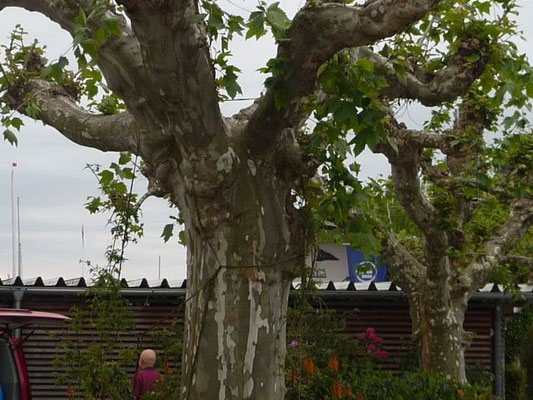 Platanus x hispanica / Bastard-Platane