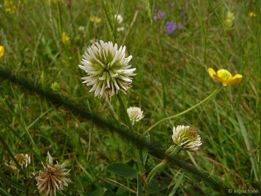 Trifolium montnum / Berg-Klee