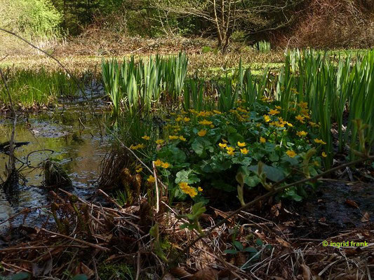 Caltha palustris / Sumpf-Dotterblume    (12.04.2016; Bad Waldsee, Tannenbühl)