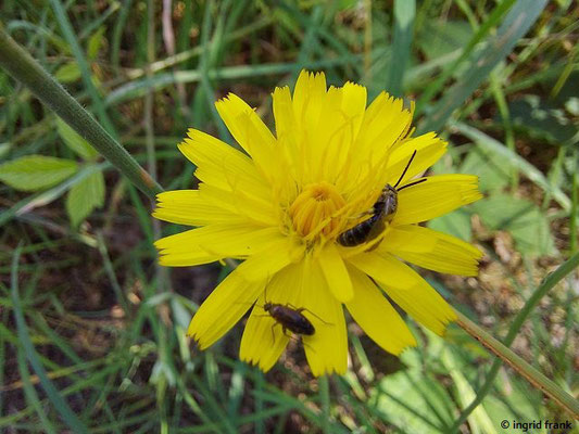 Hypochaeris radicata / Gewöhnliches Ferkelkraut