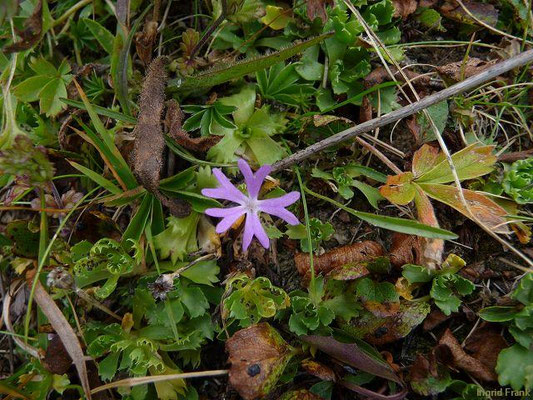 Primula minima / Zwerg-Primel    VII-VIII