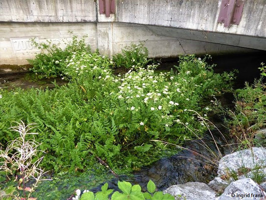 Berula erecta 