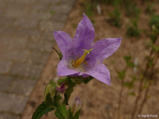 Campanula cervicaria / Borstige Glockenblume  (Botanischer Garten Universität Heidelberg)