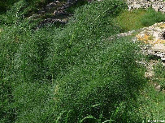 Foeniculum vulgare / Echter Fenchel    VII-IX