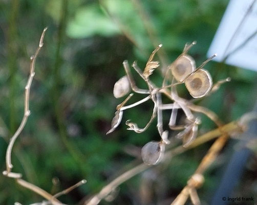Biscutella laevigata ssp. varia / Glattes Brillenschötchen  (Baden-Württemberg: gefährdet; deutschlandweit nicht gefährdet)