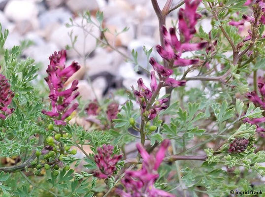 Fumaria officinalis / Gewöhnlicher Erdrauch 