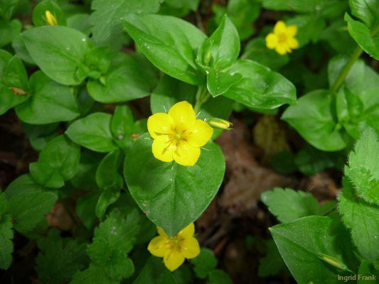 Lysimachia spec. (150 Arten)
