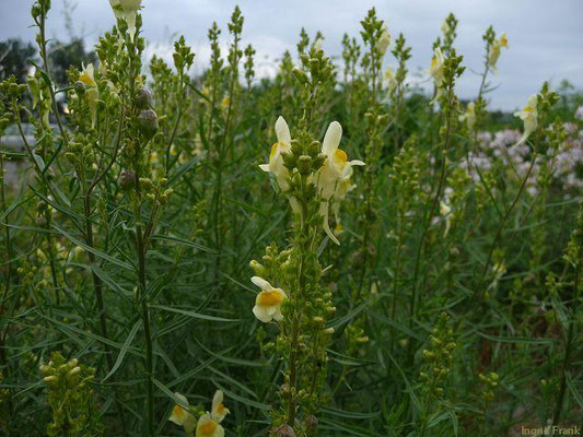 Linaria vulgaris / Gewöhnliches Leinkraut    VI-X