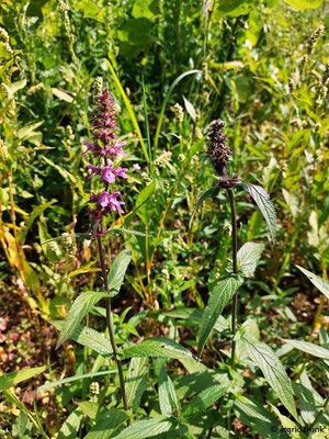 Stachys palustris / Sumpf-Ziest, Schweinsrübe    (08.08.2023; Beutenlay bei Münsingen)
