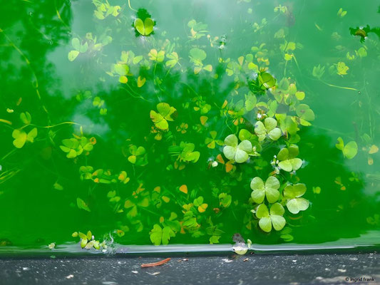 Marsilea quadrifolia / Kleefarn    (21.06.2021; Ausstellung Olafur Eliasson bei der Fondation Beyeler in Riehen)
