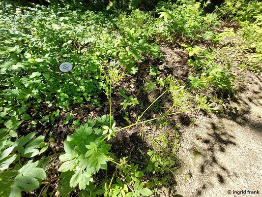 Chaerophyllum aromaticum - Aromatischer Kälberkropf  (10.08.2023; Botanischer Garten Frankfurt am Main)