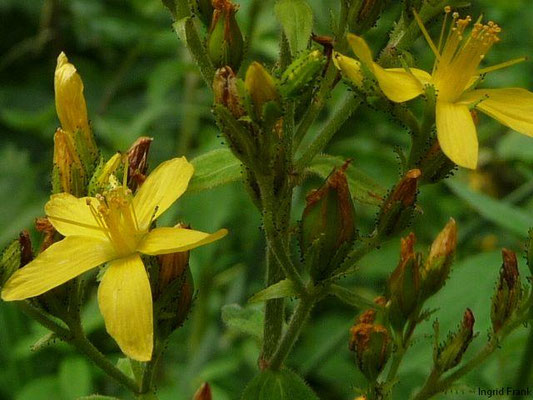 Hypericum hirsutum - Behaartes Johanniskraut    (VII-VIII)