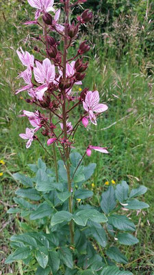 Dictamnus albus / Diptam  (03.06.2025; NSG Haarberg-Wasserberg, Landkreis Göppingen)