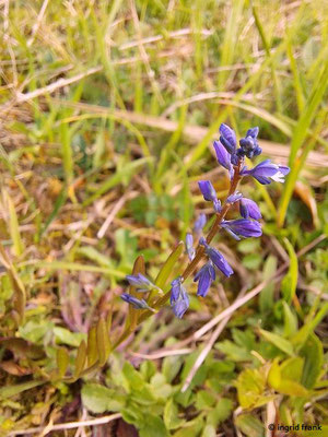 Polygala amarella / Sumpf-Kreuzblume