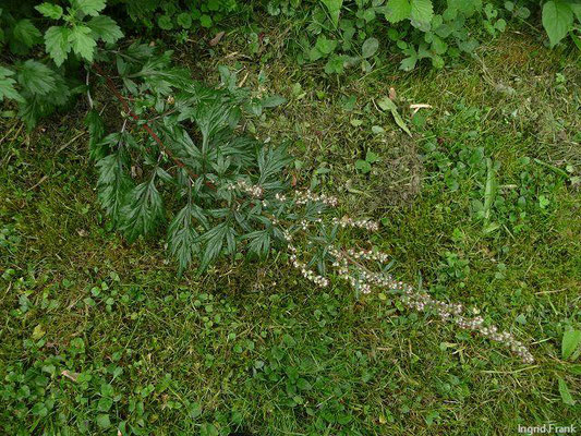 Artemisia vulgaris - Gewöhnlicher Beifuß