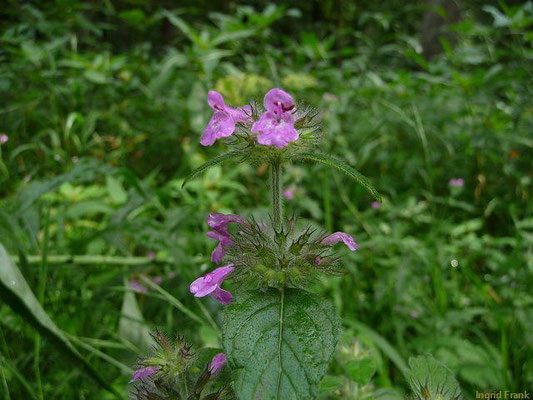 Clinopodium vulgare / Gewöhnlicher Wirbeldost;    (27.07.2022; Wald bei Hirschlatt)