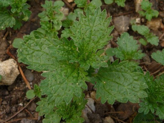 Urtica urens / Kleine Brennnessel (27.04.2015; Botanischer Garten der Universität Ulm)
