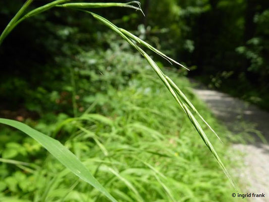 Brachypodium sylvaticum / Wald-Zwenke    VII-VIII