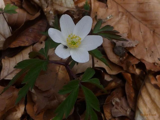 Anemone nemorosa - Busch-Windröschen