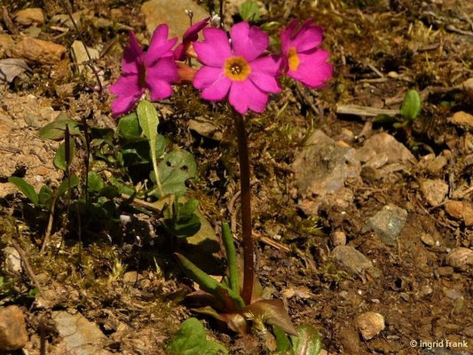 Primula rosea / Rosen-Primel (06.05.2018; Botanischer Garten Universität Potsdam)