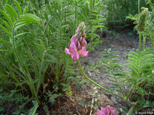 Onobrychis viciifolia / Saat-Esparsette    V-VII