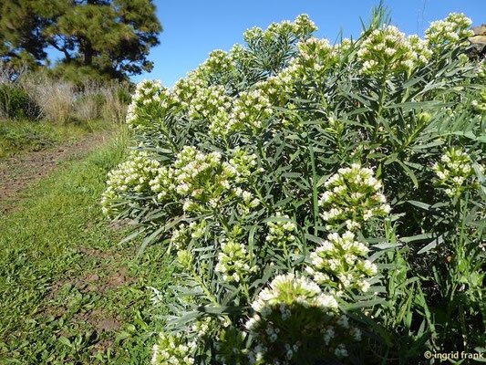 Echium brevirame / Kurzästiger Natternkopf