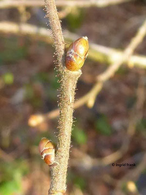 17.02.2021: Corylus avellana / Gewöhnliche Hasel  