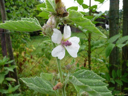 Althaea officinalis / Echter Eibisch  (in eigenen Garten)