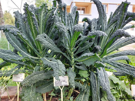 Brassica oleracea / Schwarz-Kohl