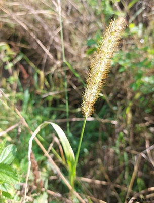 Setaria pumila / Fuchsrote Borstenhirse