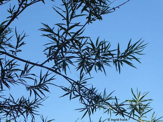 Salix viminalis - Korb-Weide