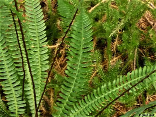 Blechnum spicant / Rippenfarn