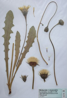Leontodon saxatilis / Nickender Löwenzahn  VII-VIII    (Herbarium Dr. Wolf von Thun)
