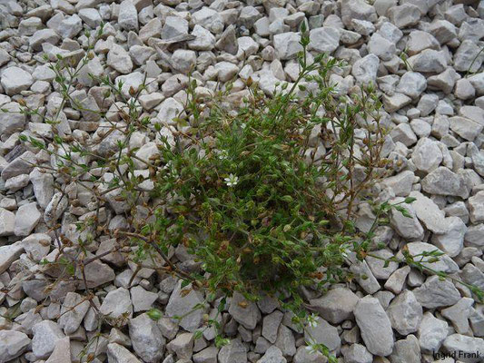 Arenaria serpyllifolia / Quendelblättriges Sandkraut    V-IX