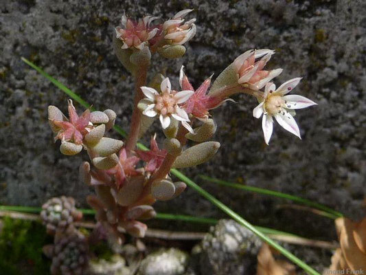 Sedum hispanicum / Spanische Fetthenne    VI-VII