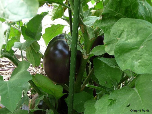 Solanum melangena - Aubergine, Eierpflanze