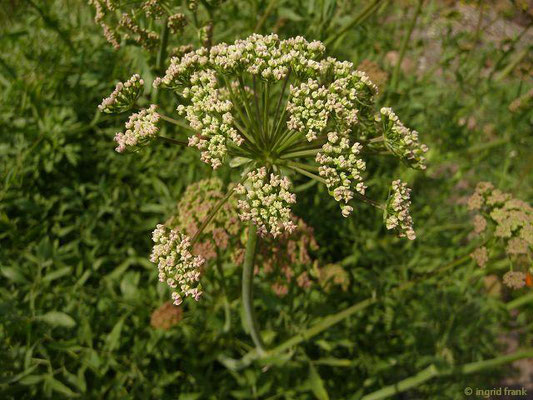 Laserpitium siler - Berg-Laserkraut (30.04.2014; Botanischer Garten Berlin)