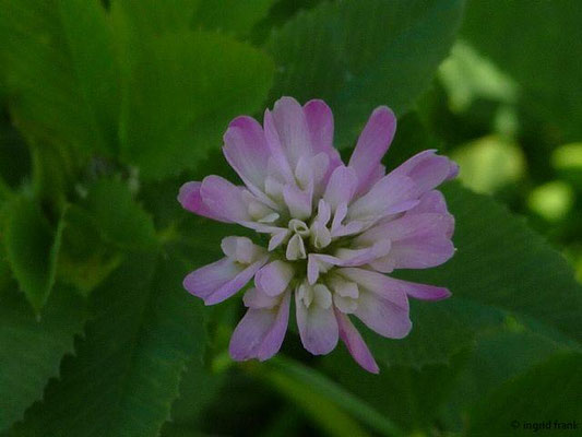 Trifolium resupinatum / Persischer Klee, Wende-Klee, Schabdar    IV-VI