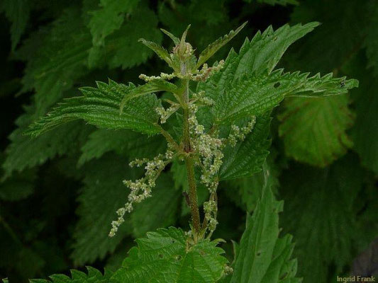 Urtica dioica / Große Brennnessel