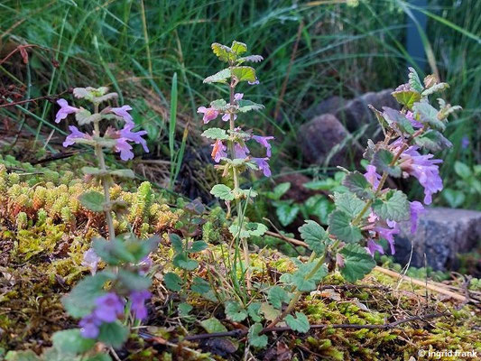 Glechoma hederacea / Gewöhnlicher Gundermann
