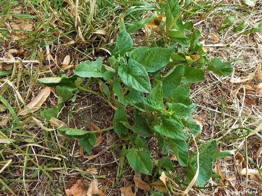 Chenopodium bonus-henricus / Guter Heinrich    (14.07.2018; Weingarten, bei der "Zundelbacher Linde",  Oberschwäbisches Hügelland / Bodenseebecken)