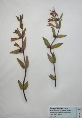 Scutellaria galericulata / Gewöhnliches Helmkraut     (Herbarium Dr. Wolf von Thun)