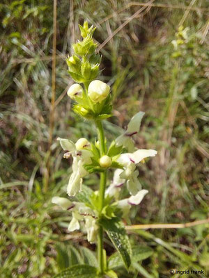 Stachys recta/ Aufrechter Ziest    (26.07.2023; Auf dem Übersberg bei Pfullingen)