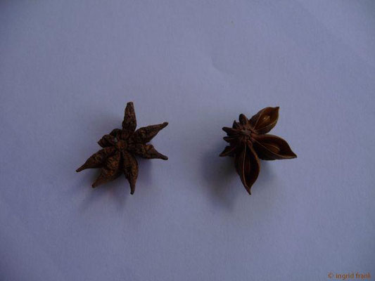 Illicium verum / Sternanis